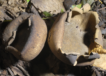 Gefelderter Kartoffelbovist (Scleroderma areolatum) - © Heinz Prelicz